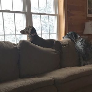 Meet your Posher, Morgan